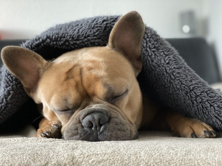 french bulldog, dog, animal