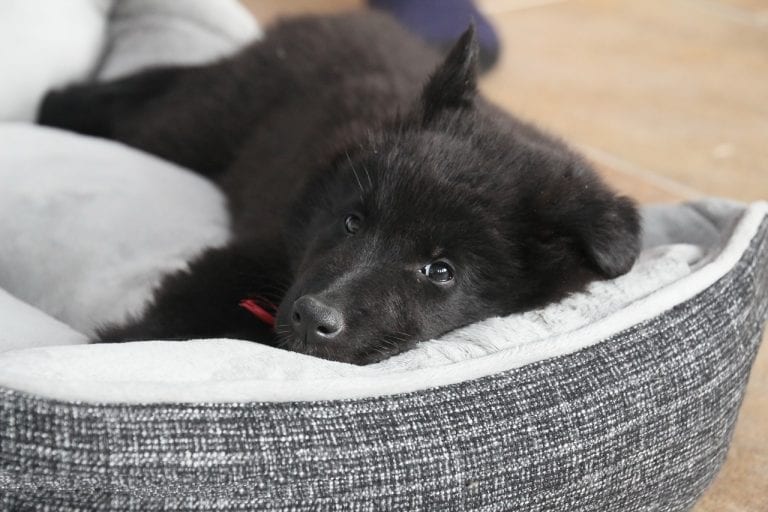 belgian shepherd dog, dog, puppy