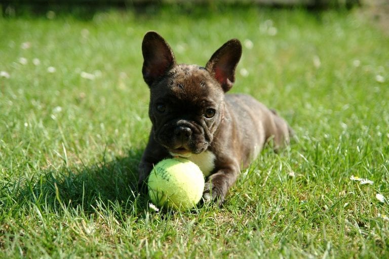 french bulldog, puppy, dog