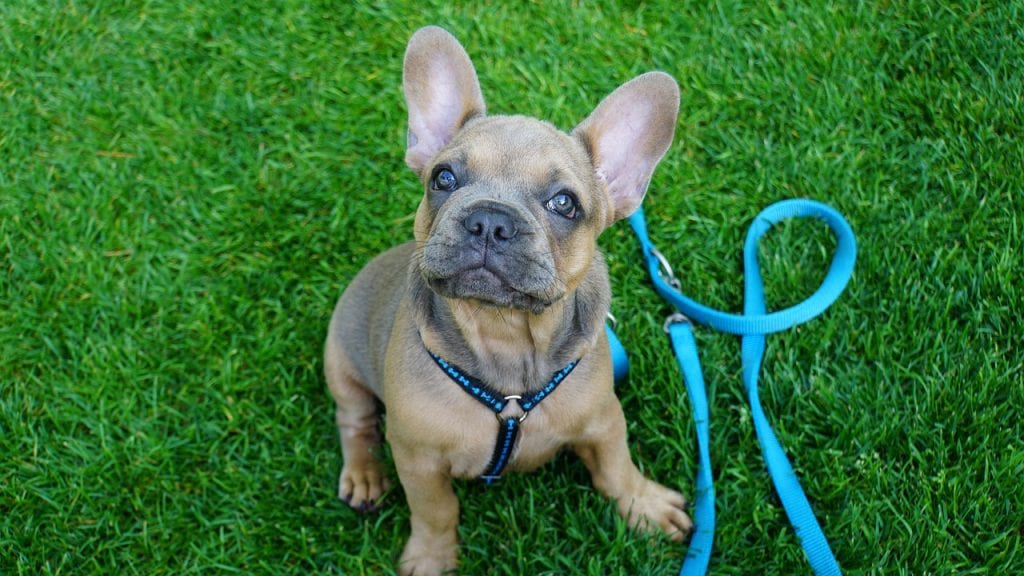 french bulldog, puppy, young