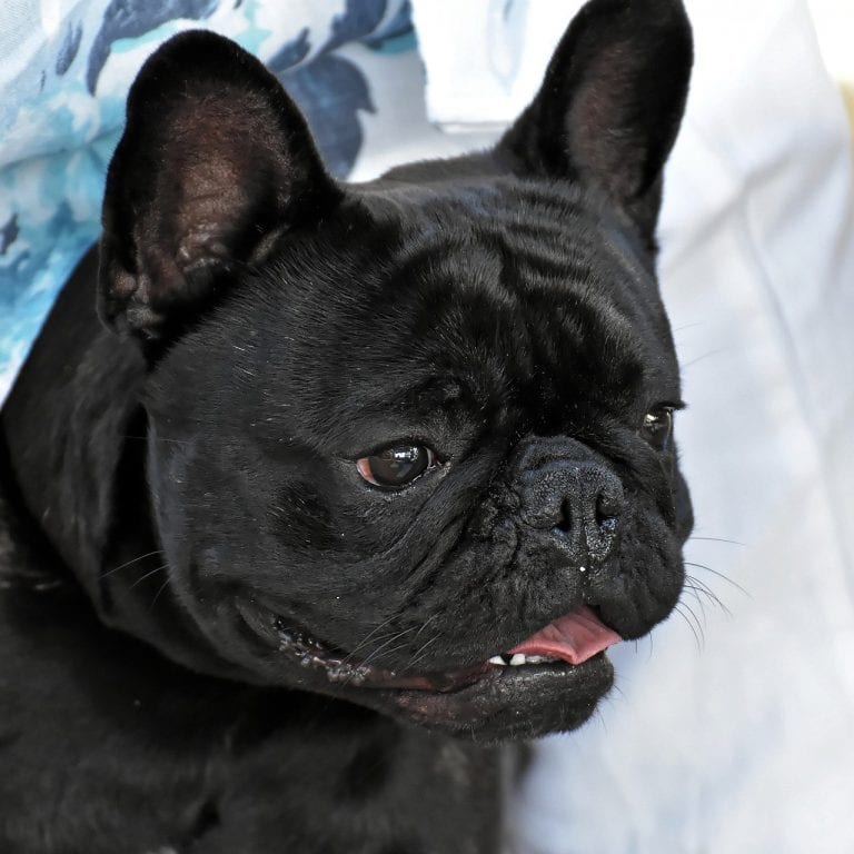 dwarf bulldog, french bulldog, dog