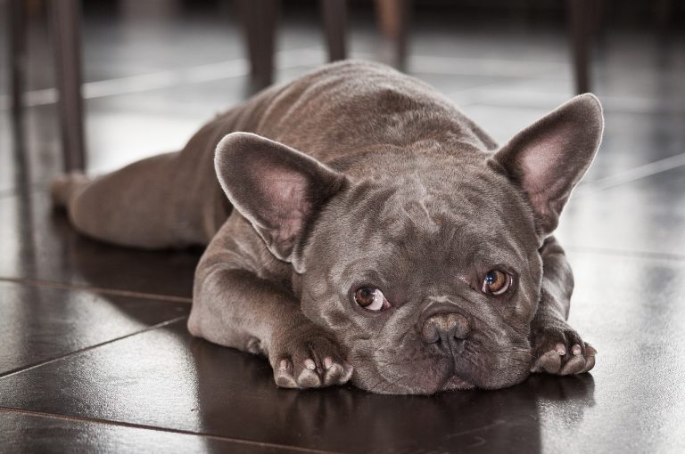 best life jacket for french bulldog