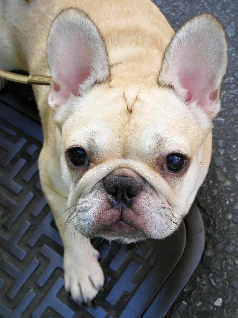 types of french bulldogs
