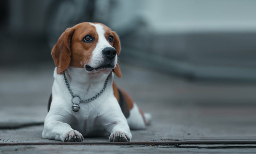 dog, beagle, animal-7556722.jpg