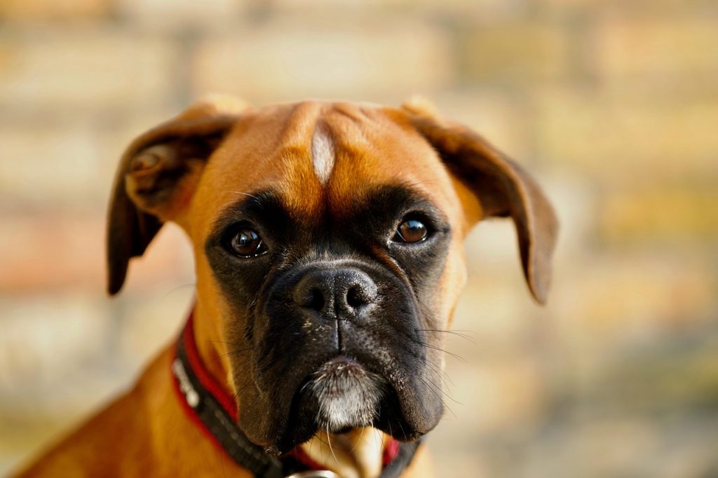 dogs, boxer, canine-6780093.jpg