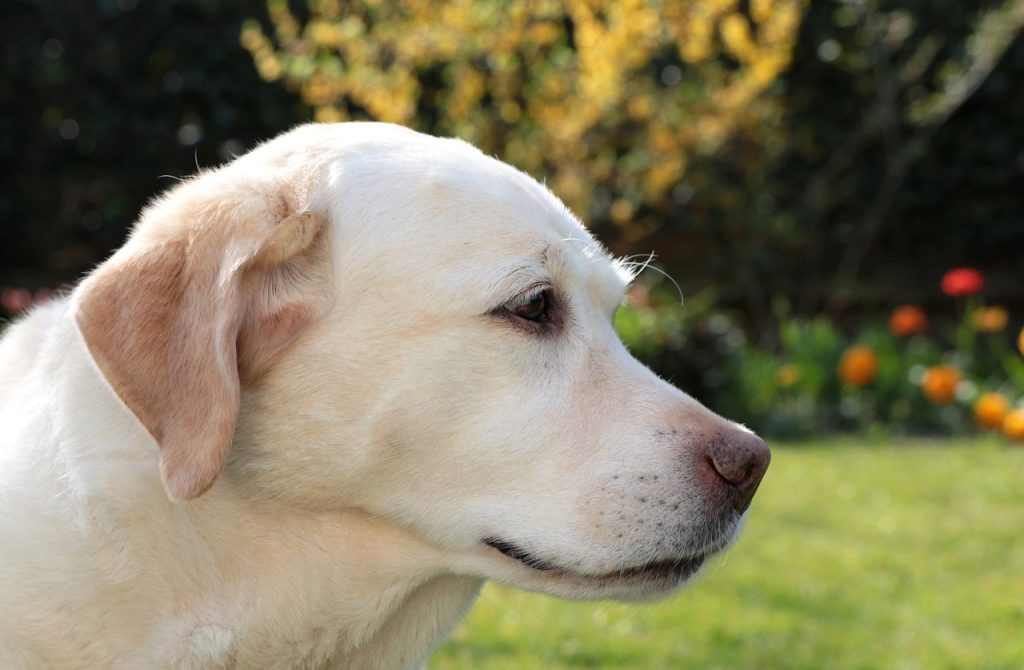 top 10 dog breeds to own, labrador retriever, labrador, pet-5034443.jpg