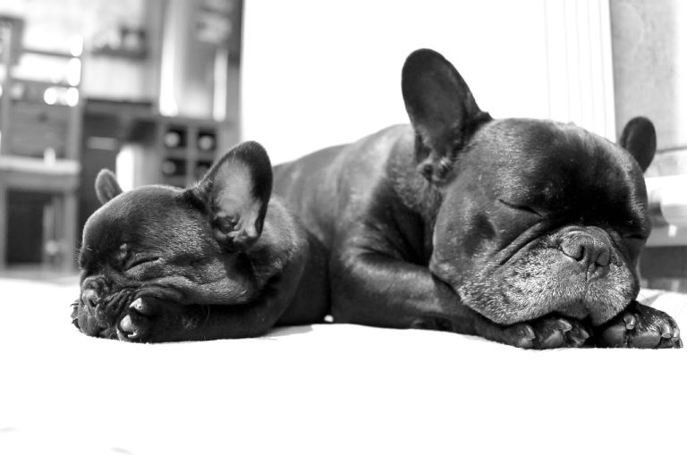 dog, dogs, bulldog-126164.jpg