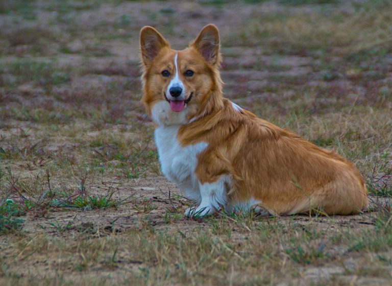 welschcorgi, corgi, pet-3593487.jpg