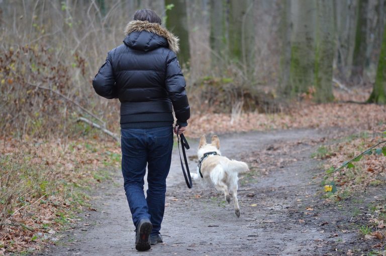 leisure time, leisure activities, dog photography-1551705.jpg
