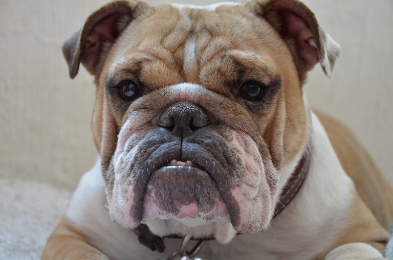 mascot, dog, puppy-2895656.jpg