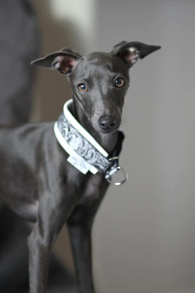 dog, italian greyhound, cute-3810479.jpg