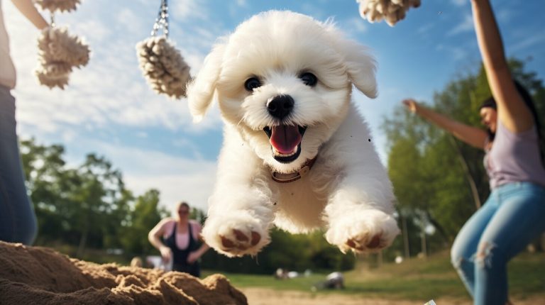 Bichon Frise