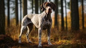 German Shorthaired Pointer