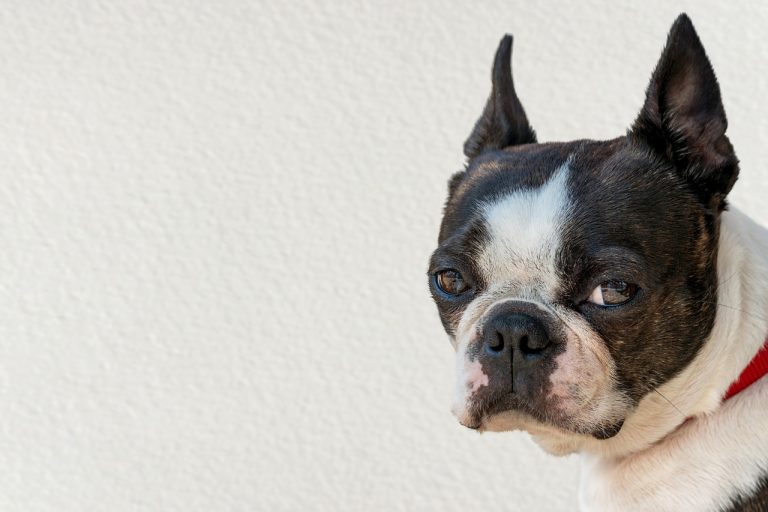 boston terrier, dog, pet-7365058.jpg