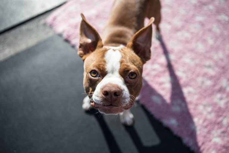 boston terrier pup, boston, puppy-1752894.jpg