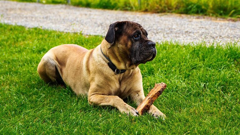 cane corso, lawn, dog-4344342.jpg