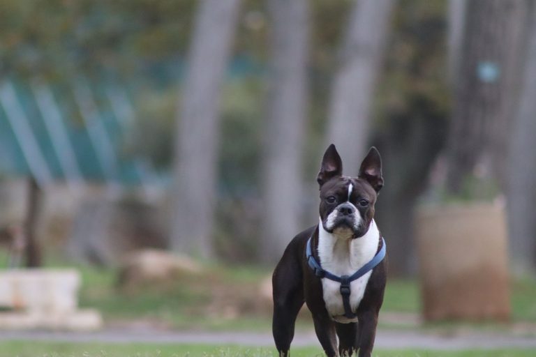 dog, breed, boston terrier-6708410.jpg