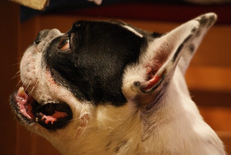 french, bulldog, frenchie-16697.jpg