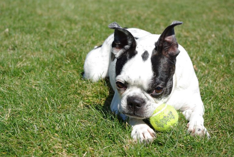 grass, cute, animal-3330815.jpg