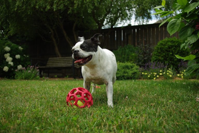 grass, dog, animal-3330845.jpg