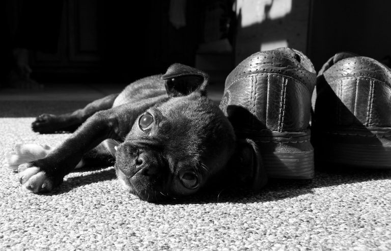 pug, boston terrier, cute-1530989.jpg