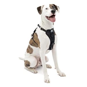 Stay Safe on the Road: A Review of the Kurgo Tru-Fit Enhanced Strength Dog Harness