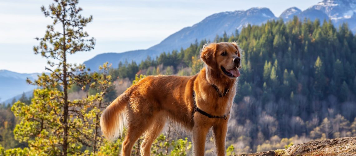 Golden Retriever sitting by a cliff with a beautiful Canadian Mountain Landscape in background during a sunny day. Taken in Squamish, North of Vancouver, British Columbia, Canada.