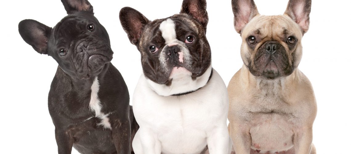 three French Bulldogs in a row on a white background